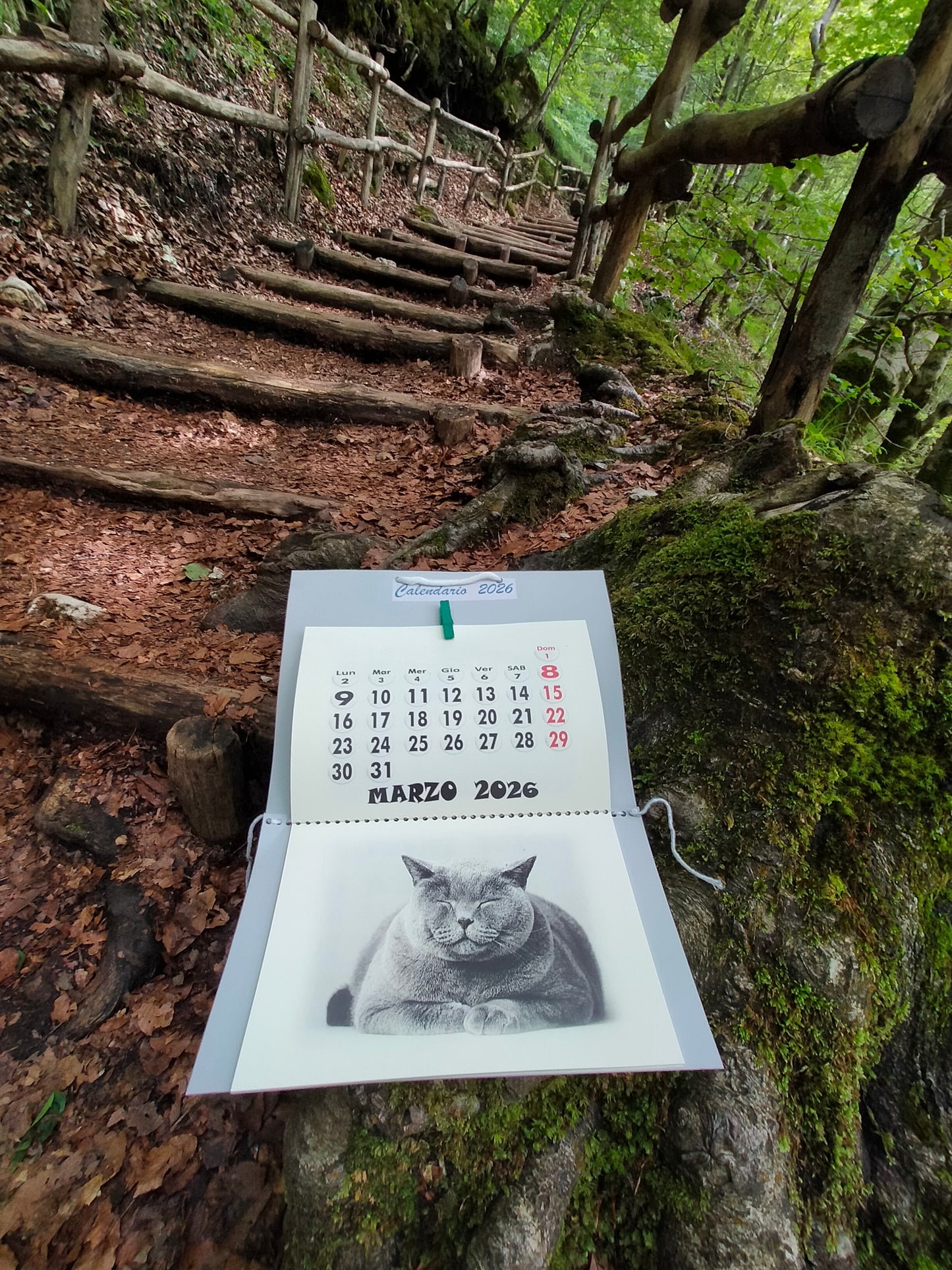 Calendario Gatto